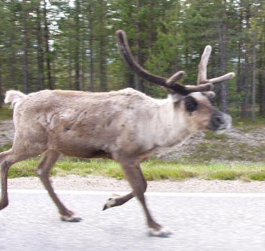 Reindeer on Road